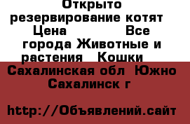 Открыто резервирование котят › Цена ­ 15 000 - Все города Животные и растения » Кошки   . Сахалинская обл.,Южно-Сахалинск г.